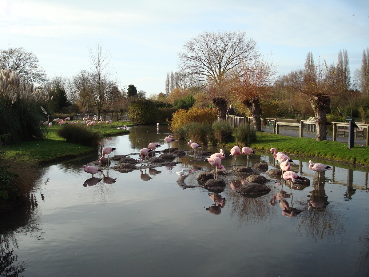 Andean and James flamingos, Slimbridge,  25th November, 2007